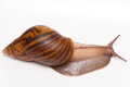 Achatina achatina achatina Ghana typ 2 F1, 12cm